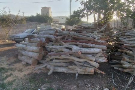 کشف و ضبط یک تن چوپ در مسجدسلیمان کشف و ضبط یک تن چوپ در مسجدسلیمان