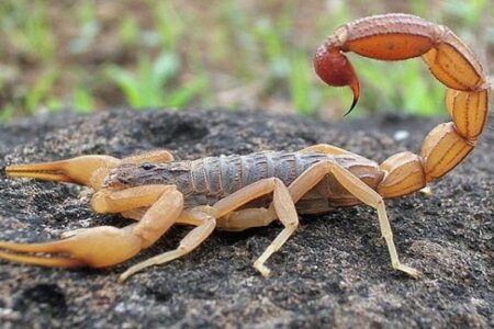 مرگ کودک گلگیری بر اثر عقرب گزیدگی