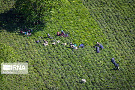 سطح زیرکشت چای در گیلان و مازندران به ۲۲ هزار هکتار رسید سطح زیرکشت چای در گیلان و مازندران به ۲۲ هزار هکتار رسید