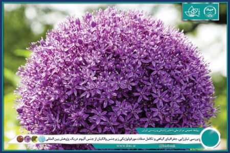 ایران در تنوع زایی و بوم زادی جنس پیاز جایگاهی استثنایی دارد ایران در تنوع زایی و بوم زادی جنس پیاز جایگاهی استثنایی دارد