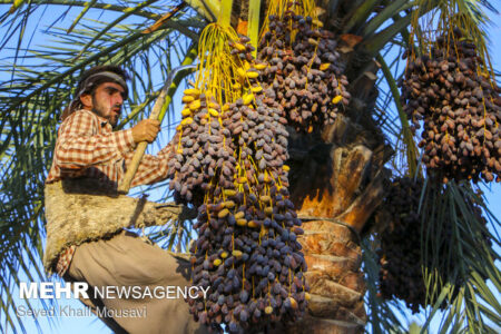 خرمای خوزستان؛ طلای شیرین نخلستانها در فصل برداشت خرمای خوزستان؛ طلای شیرین نخلستانها در فصل برداشت