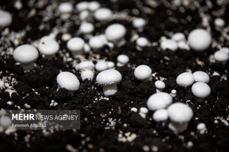 فروش هر کیلو گرم قارچ فلهای بیش از ۱۸۵ هزار تومان تخلف است فروش هر کیلو گرم قارچ فلهای بیش از ۱۸۵ هزار تومان تخلف است