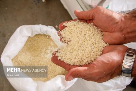 لغو ممنوعیت ترخیص برنج در فصل برداشت