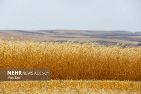 ۳۲۰۶ میلیارد تومان از مطالبات گندمکاران پرداخت شد