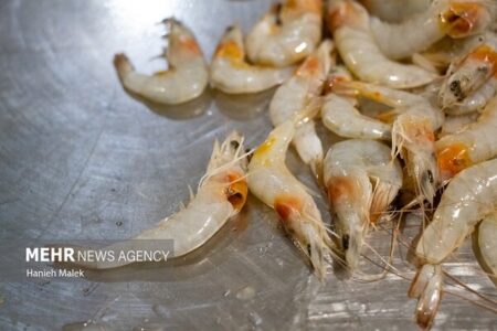 باکتری AHPND تولید میگو را به ۵۰ هزار تن در سال کاهش داد باکتری AHPND تولید میگو را به ۵۰ هزار تن در سال کاهش داد