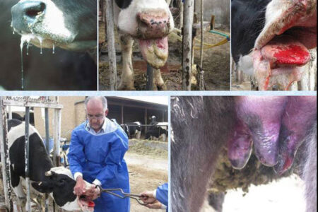 تب برفکی و زمستان دامداریها تب برفکی و زمستان دامداریها