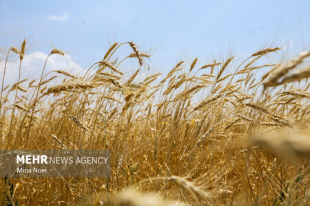 نوروزی: ۹۵ درصد مطالبات گندمکاران پرداخت شد نوروزی: ۹۵ درصد مطالبات گندمکاران پرداخت شد