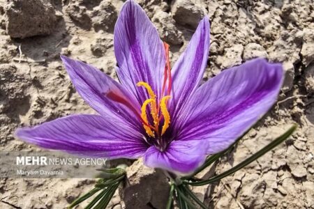 نوری: زعفران، میراث ماندگار کشاورزی ایران در بازارهای بینالمللی است نوری: زعفران، میراث ماندگار کشاورزی ایران در بازارهای بینالمللی است