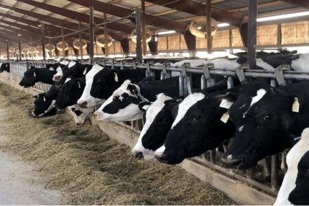 کیت بومی تشخیص اوره در خوراک دام داخلیسازی شد کیت بومی تشخیص اوره در خوراک دام داخلیسازی شد