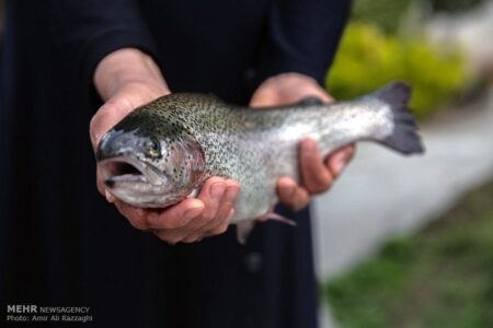 افزایش قیمت ماهی قزلآلا در نیمه دوم سال افزایش قیمت ماهی قزلآلا در نیمه دوم سال