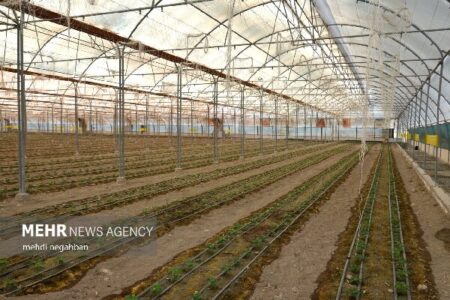 بیش از ۱۱۰۰ هکتار به مساحت گلخانههای کشور افزوده شد بیش از ۱۱۰۰ هکتار به مساحت گلخانههای کشور افزوده شد