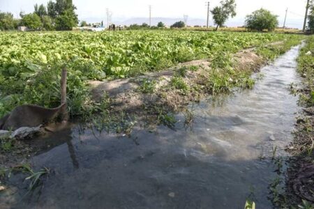 سهم ۹۰ درصدی بخش کشاورزی از مصرف آب کشور دقیق نیست سهم ۹۰ درصدی بخش کشاورزی از مصرف آب کشور دقیق نیست
