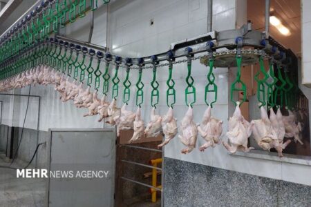 نبود نهاده دامی مرغها را زودتر و با وزن پایینتر راهی کشتارگاه میکند نبود نهاده دامی مرغها را زودتر و با وزن پایینتر راهی کشتارگاه میکند