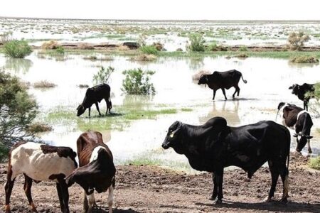 نژاد گاو اصیل سیستانی؛ میراث ژنتیکی ایران و ستون اقتصاد بومی نژاد گاو اصیل سیستانی؛ میراث ژنتیکی ایران و ستون اقتصاد بومی